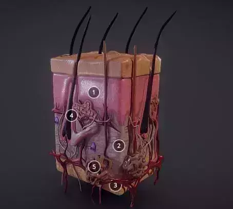 Human Skin  Integumentary system Low-poly 3D model
