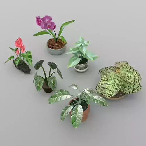 Plants Set 1 group of potted