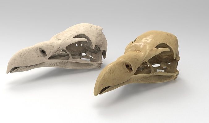 Eagle skull 3d model 3D model