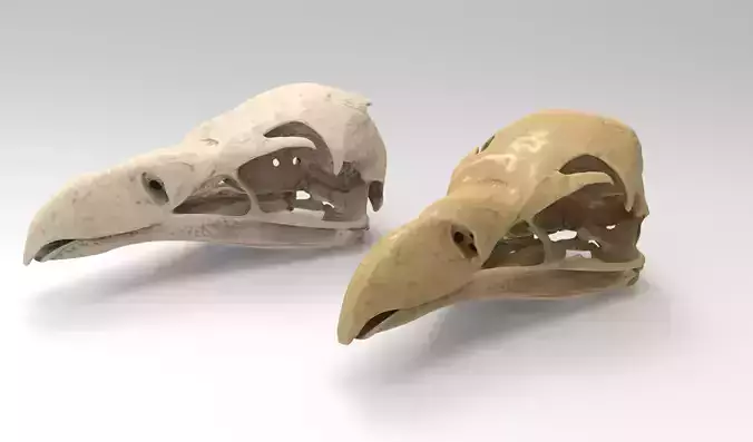 Eagle skull 3d model 3D model