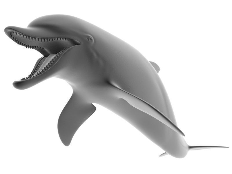 Dolphin Printable 3D print model_7