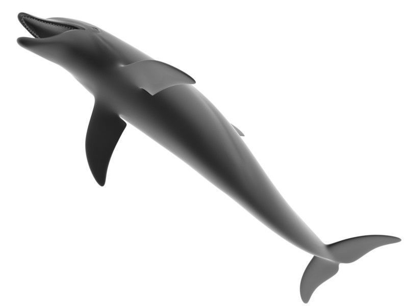 Dolphin Printable 3D print model_10
