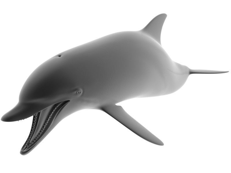 Dolphin Printable 3D print model_8
