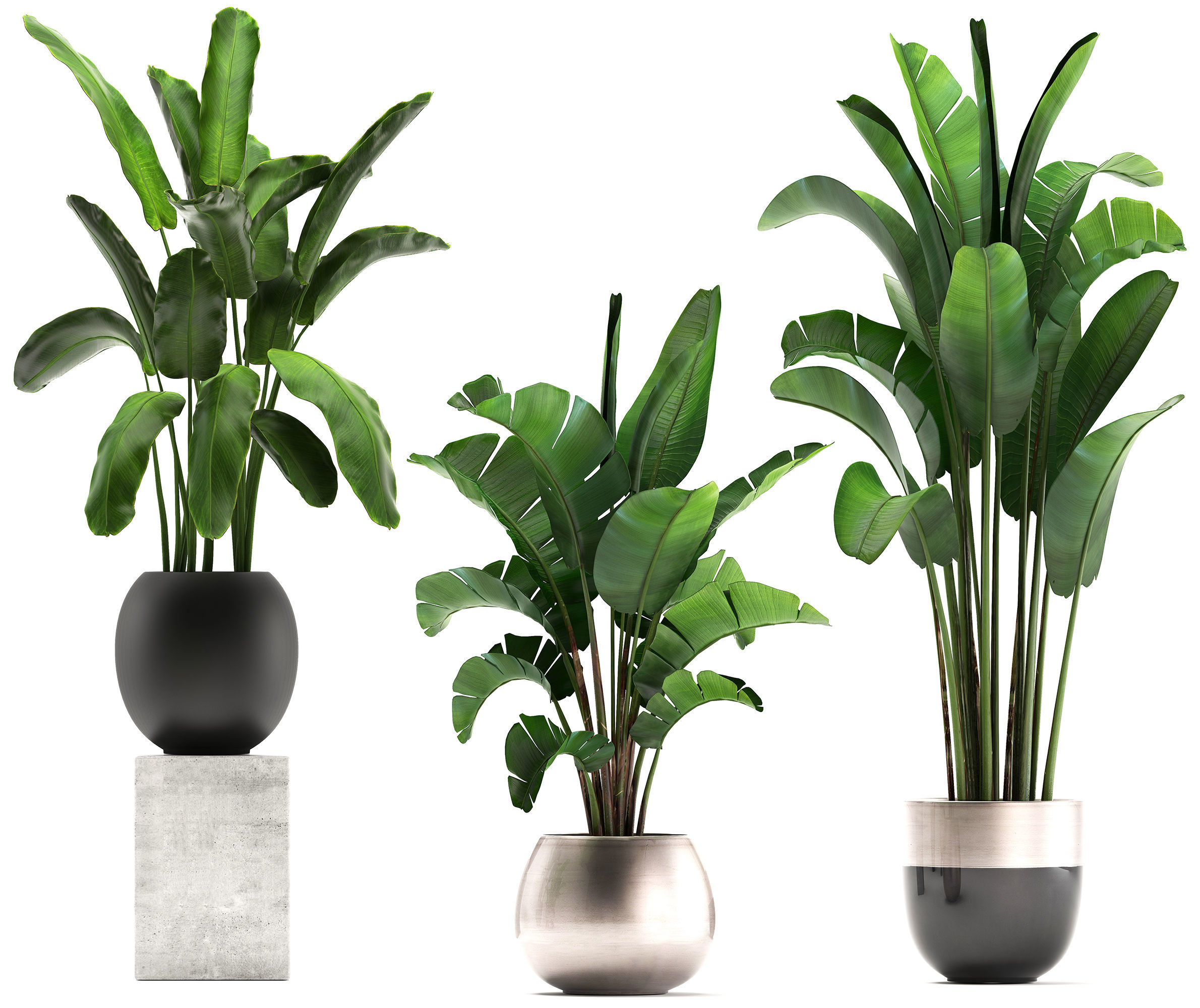 Exotic plants banana tree set 3D model_6
