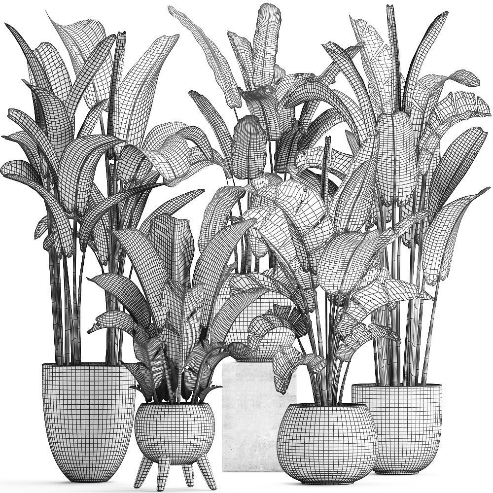 Exotic plants banana tree set 3D model_9