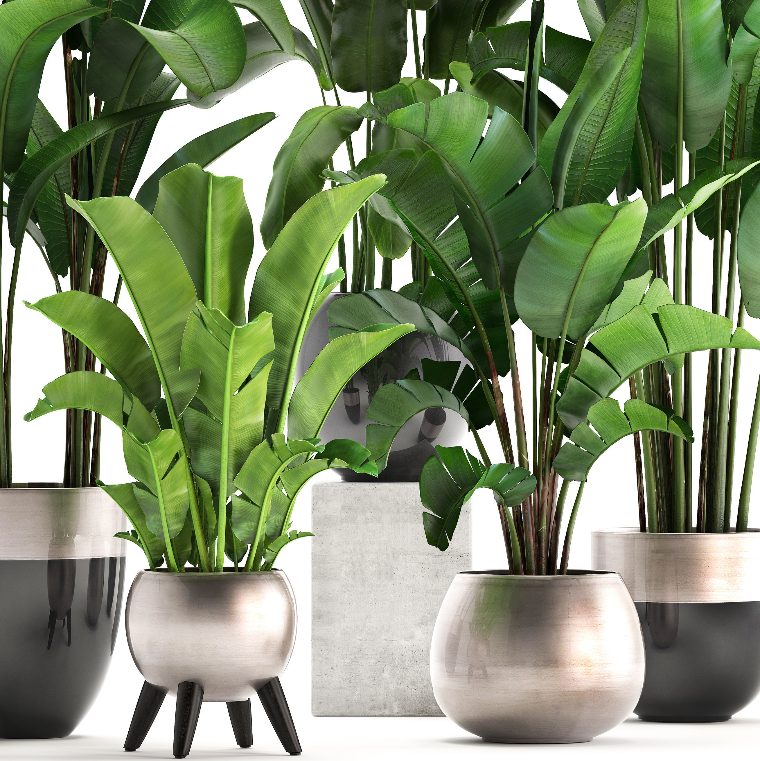 Exotic plants banana tree set 3D model_1