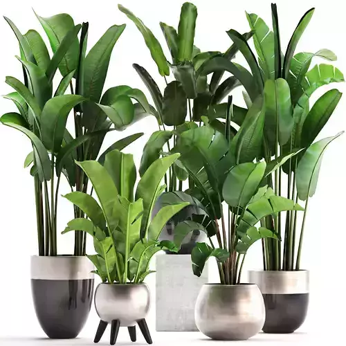 Exotic plants banana tree set 3D model