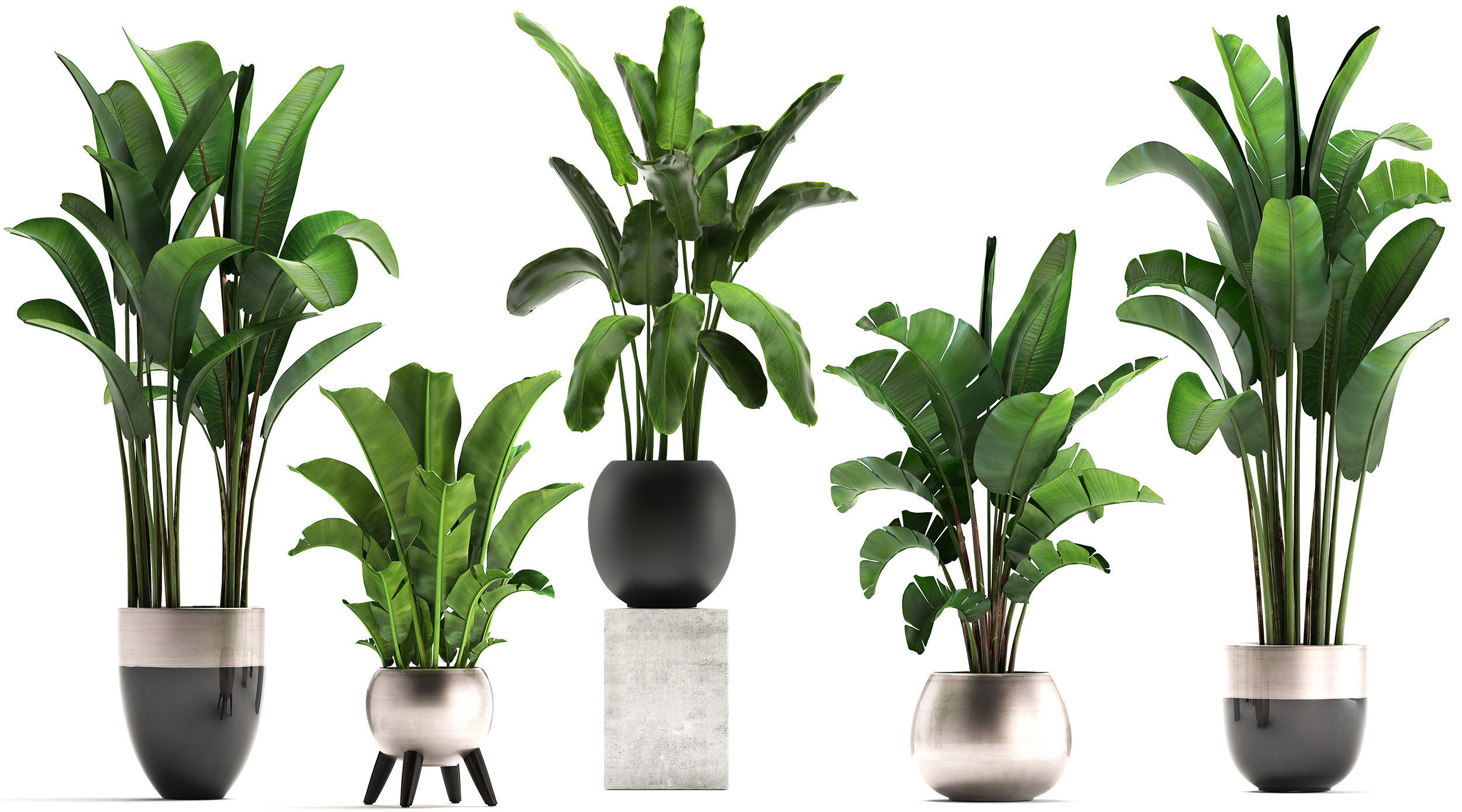 Exotic plants banana tree set 3D model_4