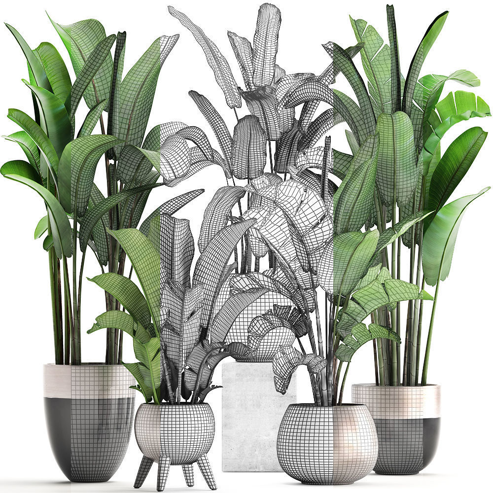 Exotic plants banana tree set 3D model_7