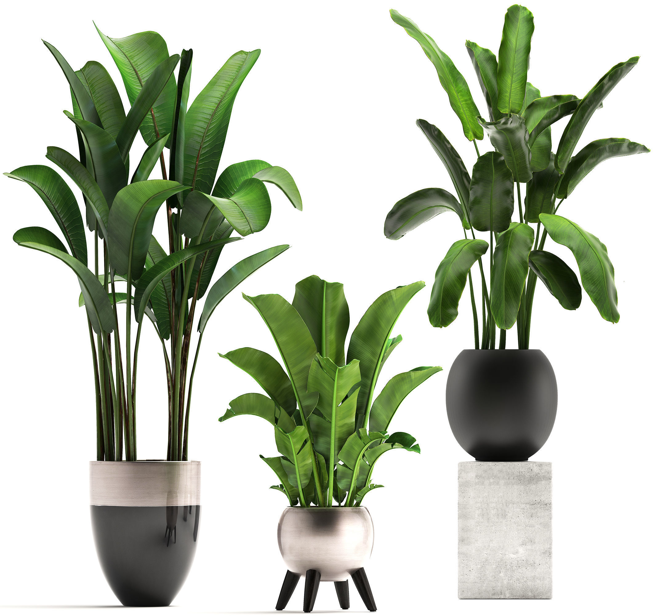Exotic plants banana tree set 3D model_5