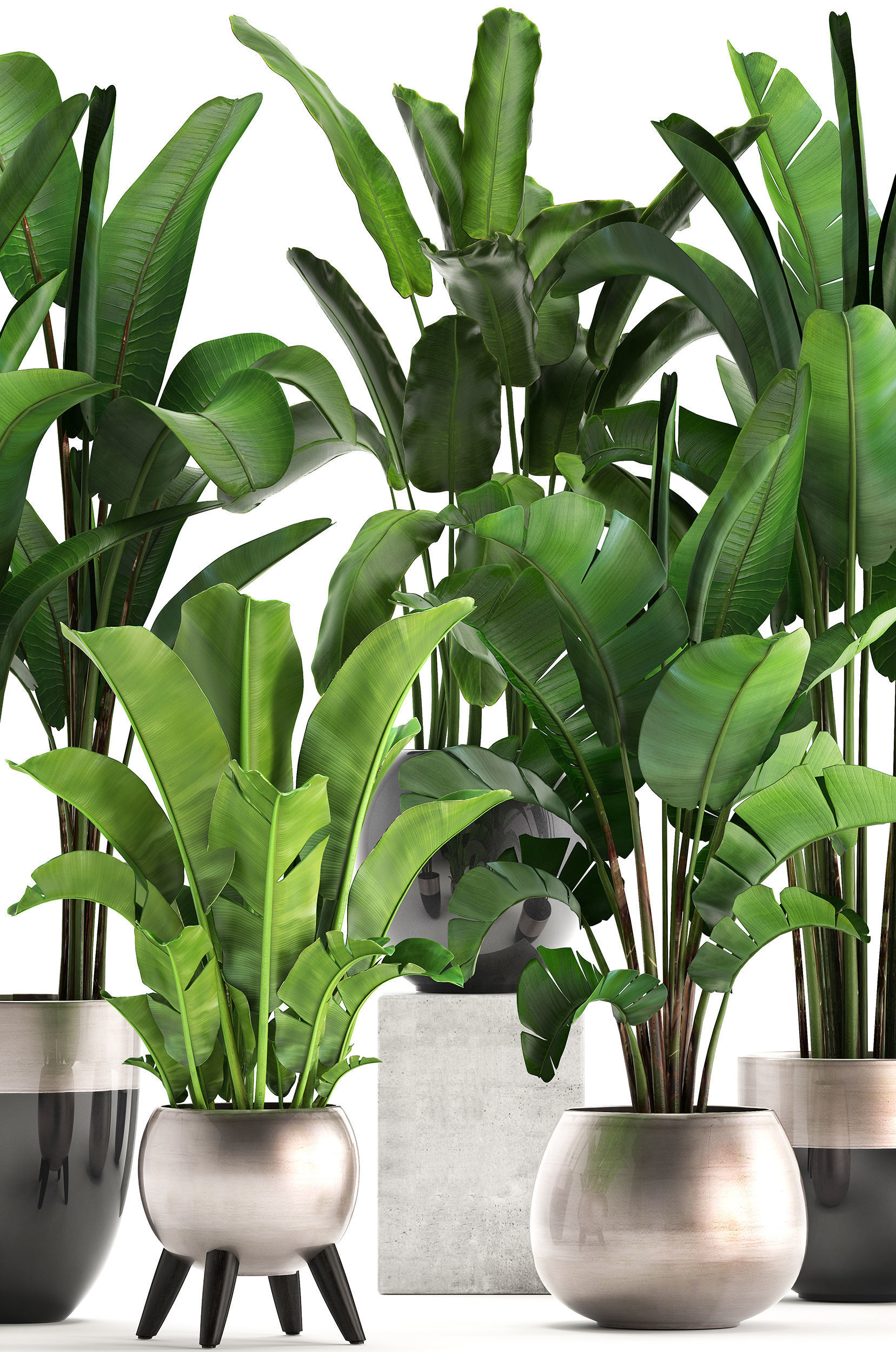 Exotic plants banana tree set 3D model_2