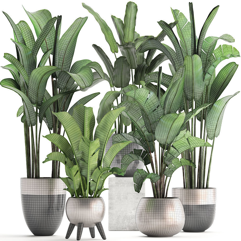 Exotic plants banana tree set 3D model_8