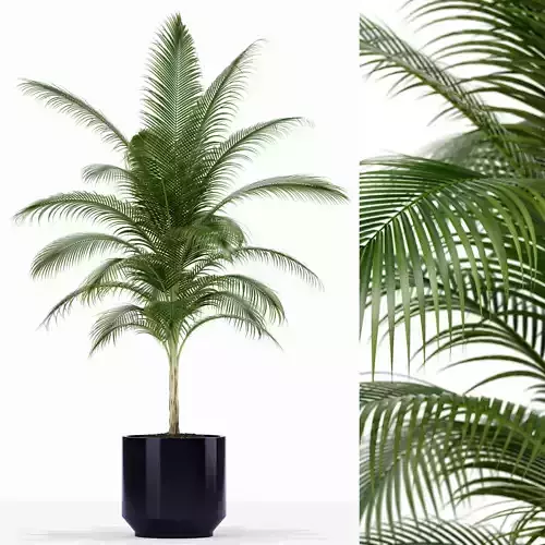 Plants collection 158