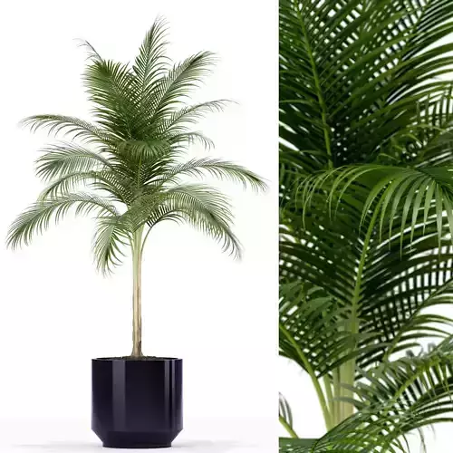 Plants collection 160