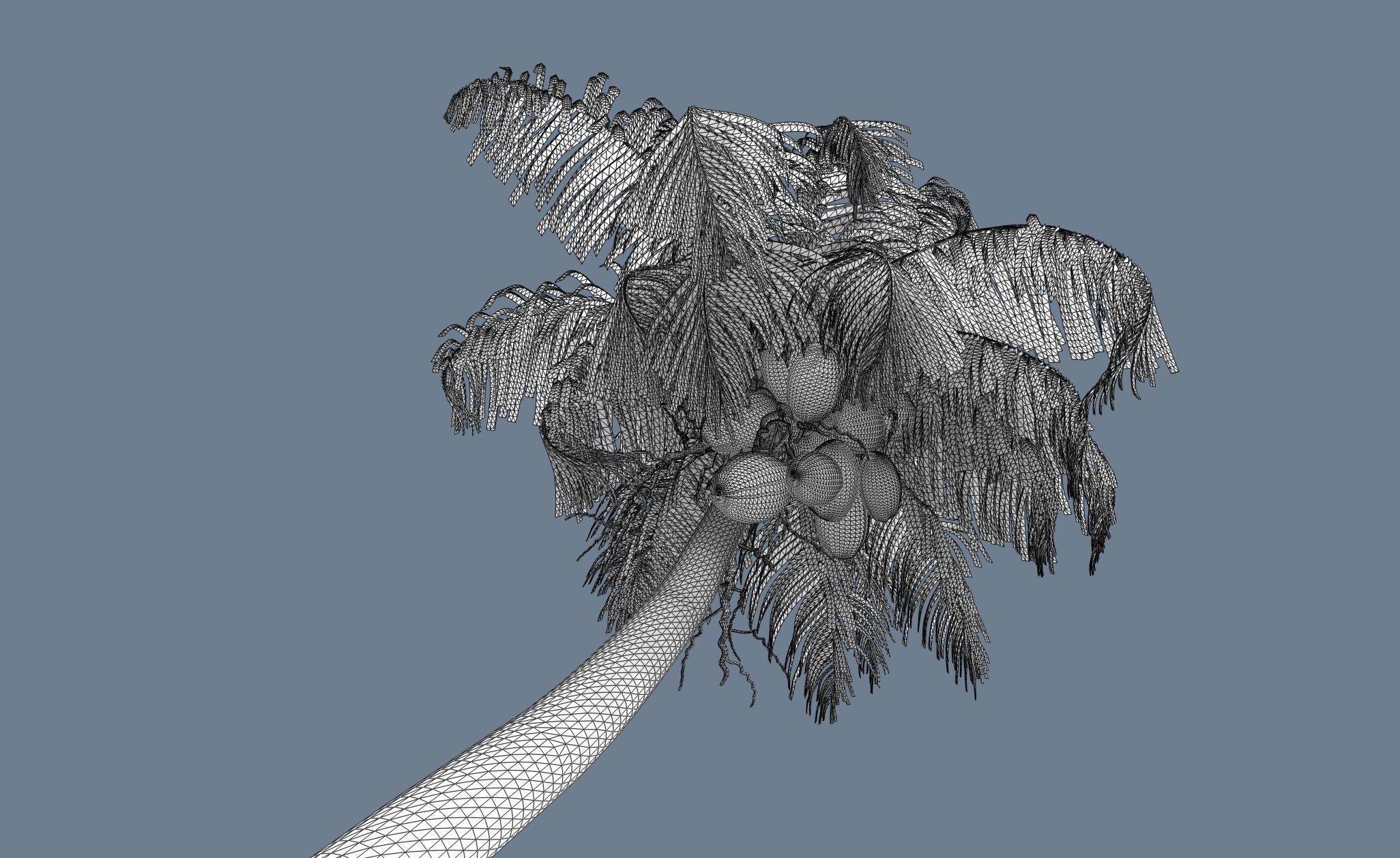 Loop Wind Coconut Palm tree  Free 3D model_3
