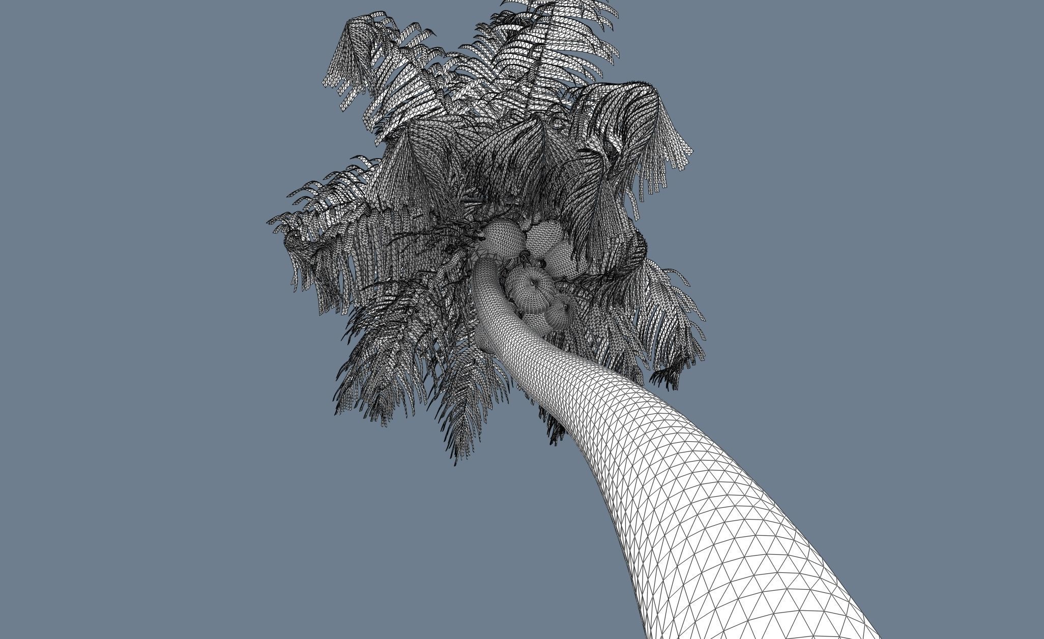 Loop Wind Coconut Palm tree  Free 3D model_7