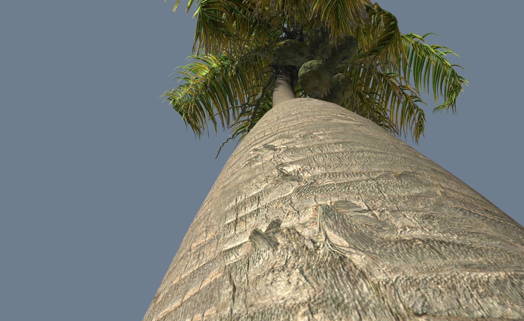 Loop Wind Coconut Palm tree  Free 3D model_6