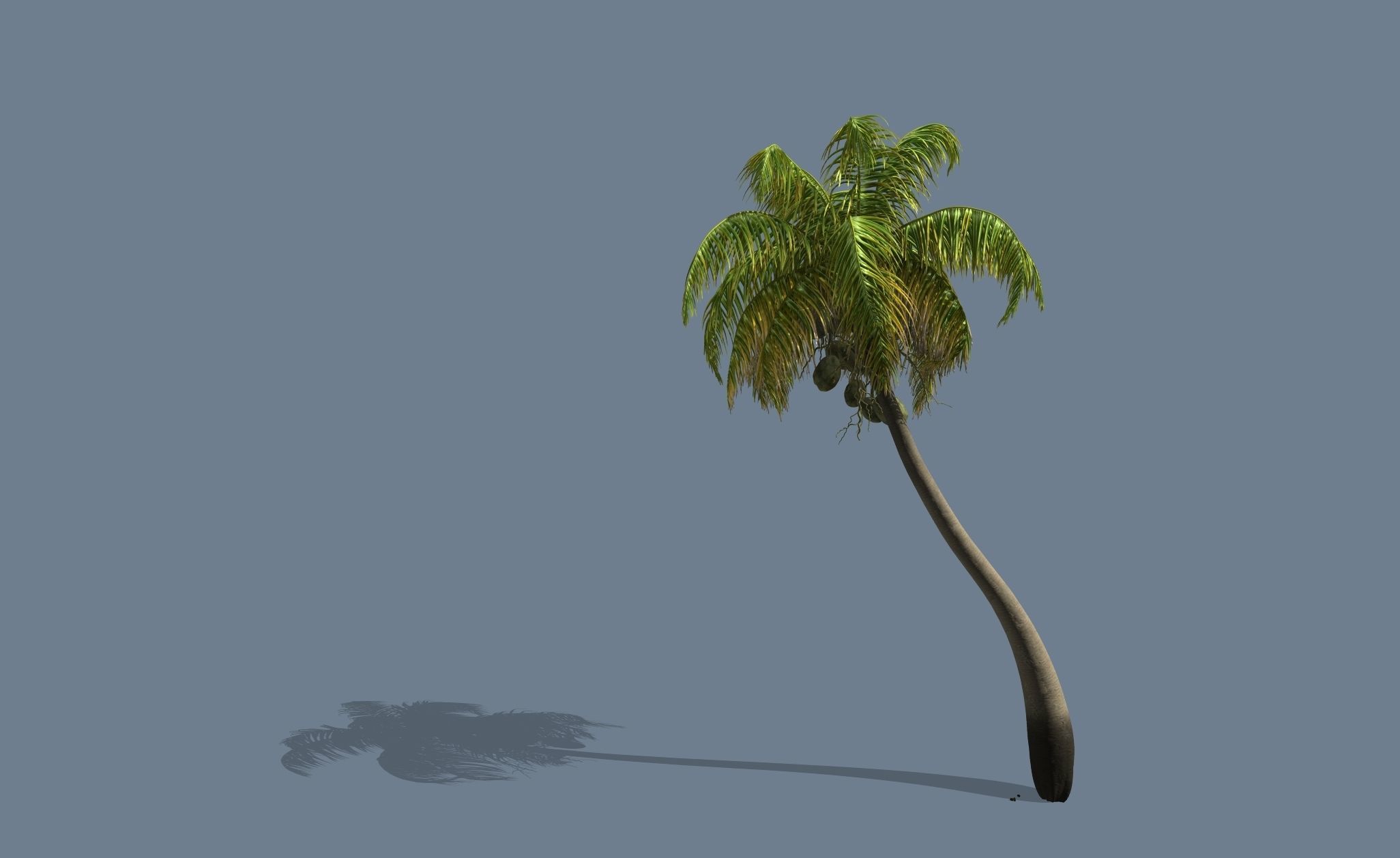 Loop Wind Coconut Palm tree  Free 3D model_8