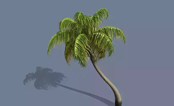 Loop Wind Coconut Palm tree  Free 3D model