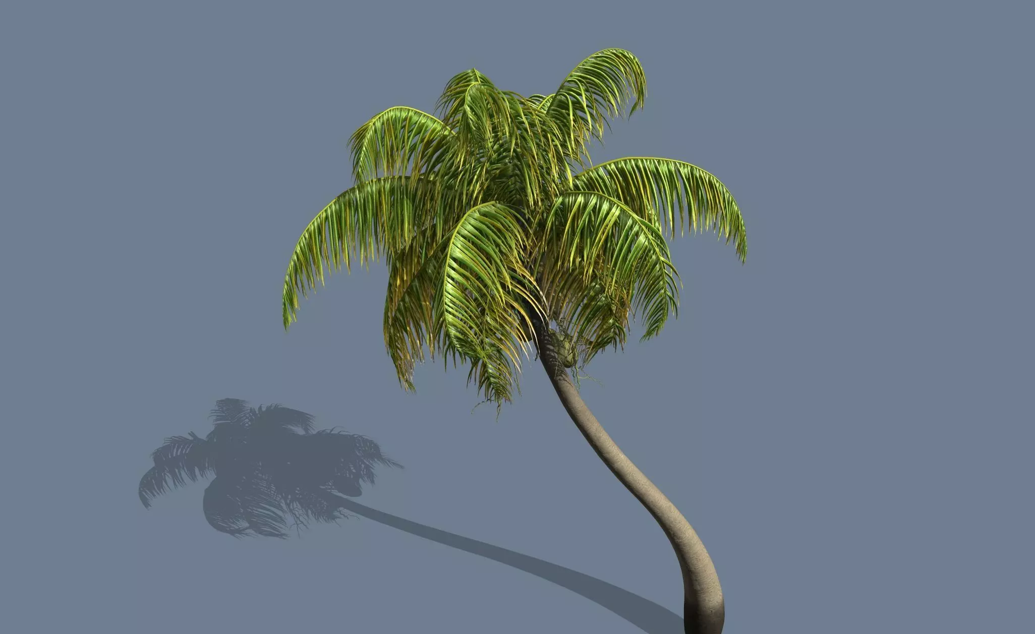 Loop Wind Coconut Palm tree  Free 3D model_0