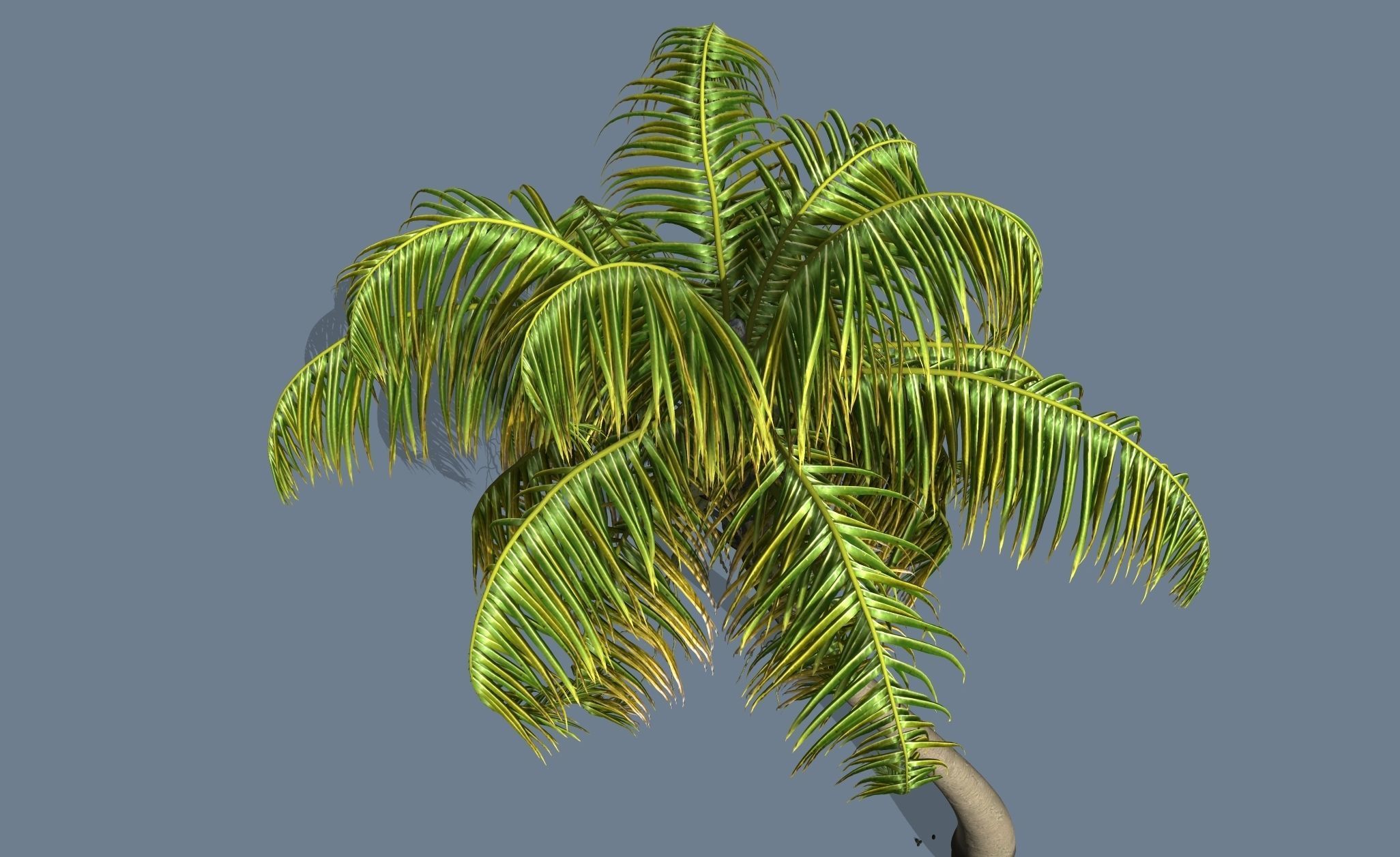 Loop Wind Coconut Palm tree  Free 3D model_2