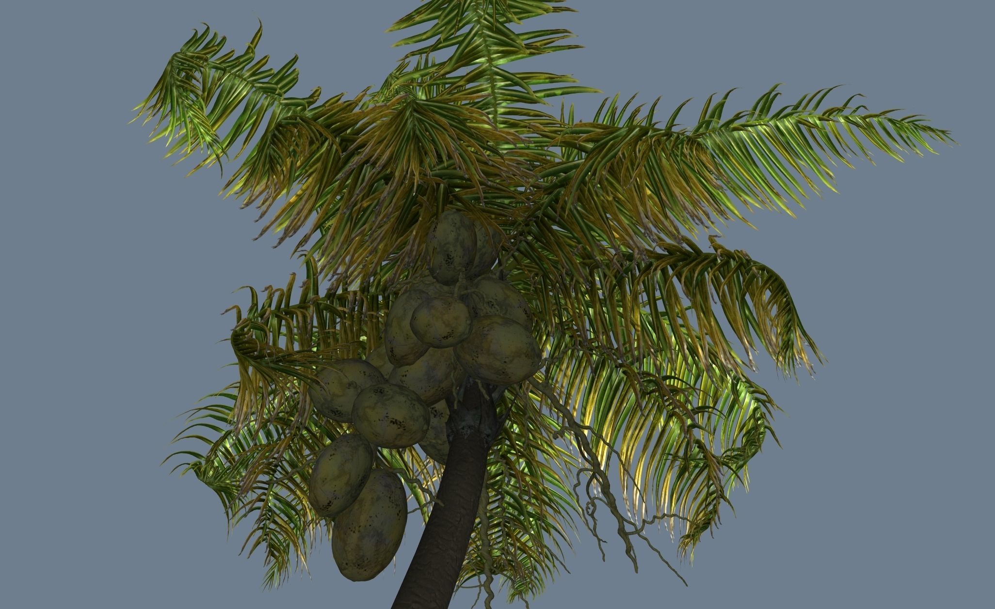 Loop Wind Coconut Palm tree  Free 3D model_4