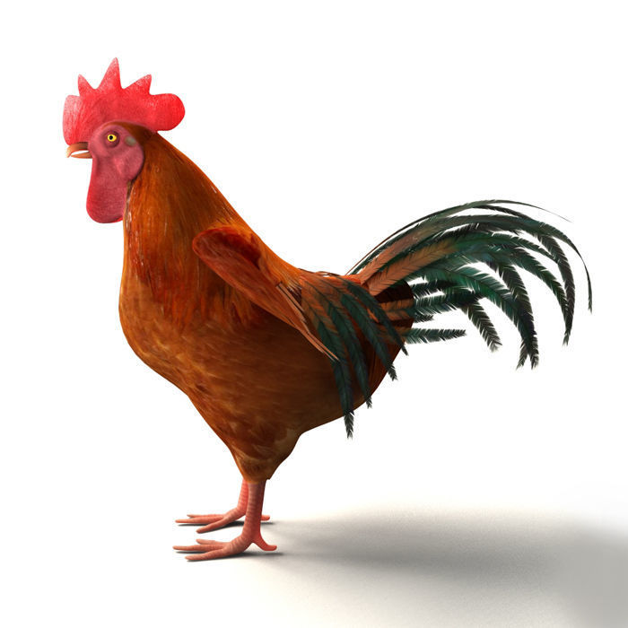 Chicken Rigged 3D model 3D model_8