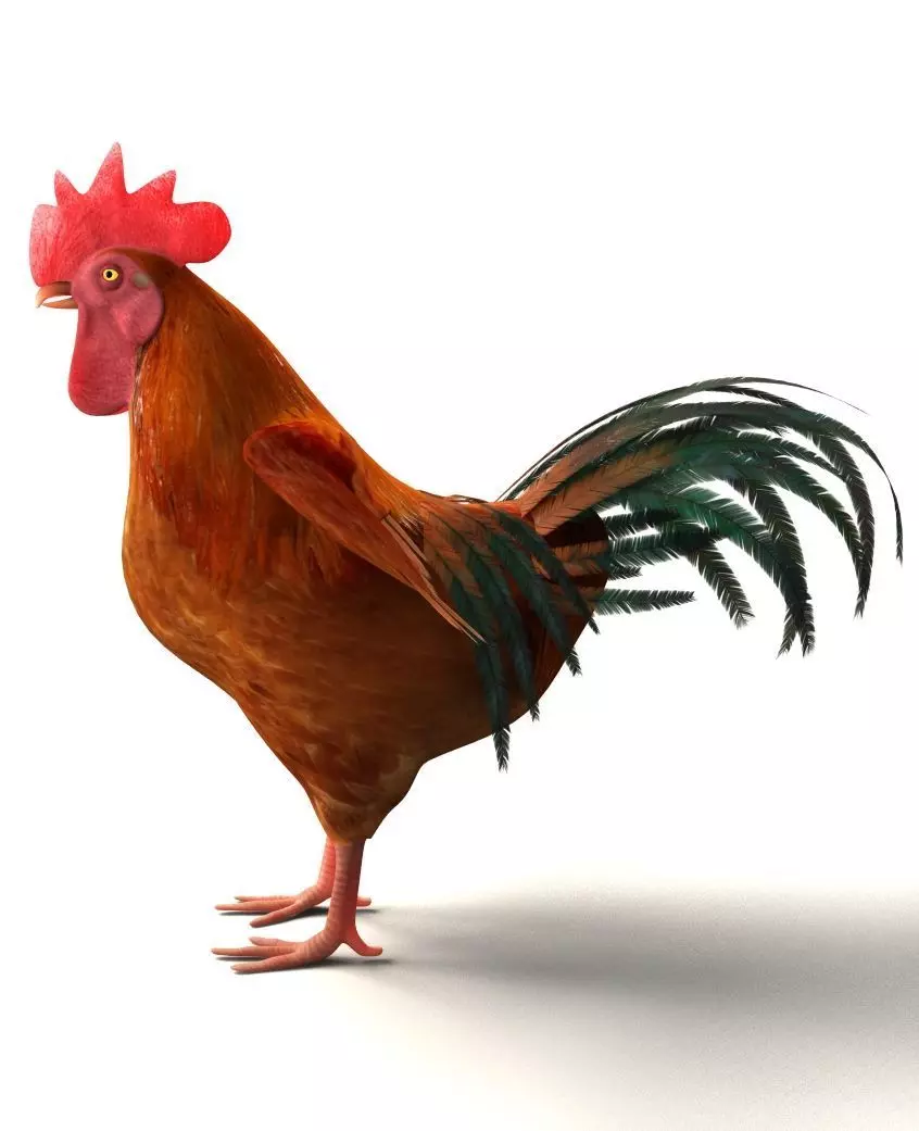 Chicken Rigged 3D model 3D model_0
