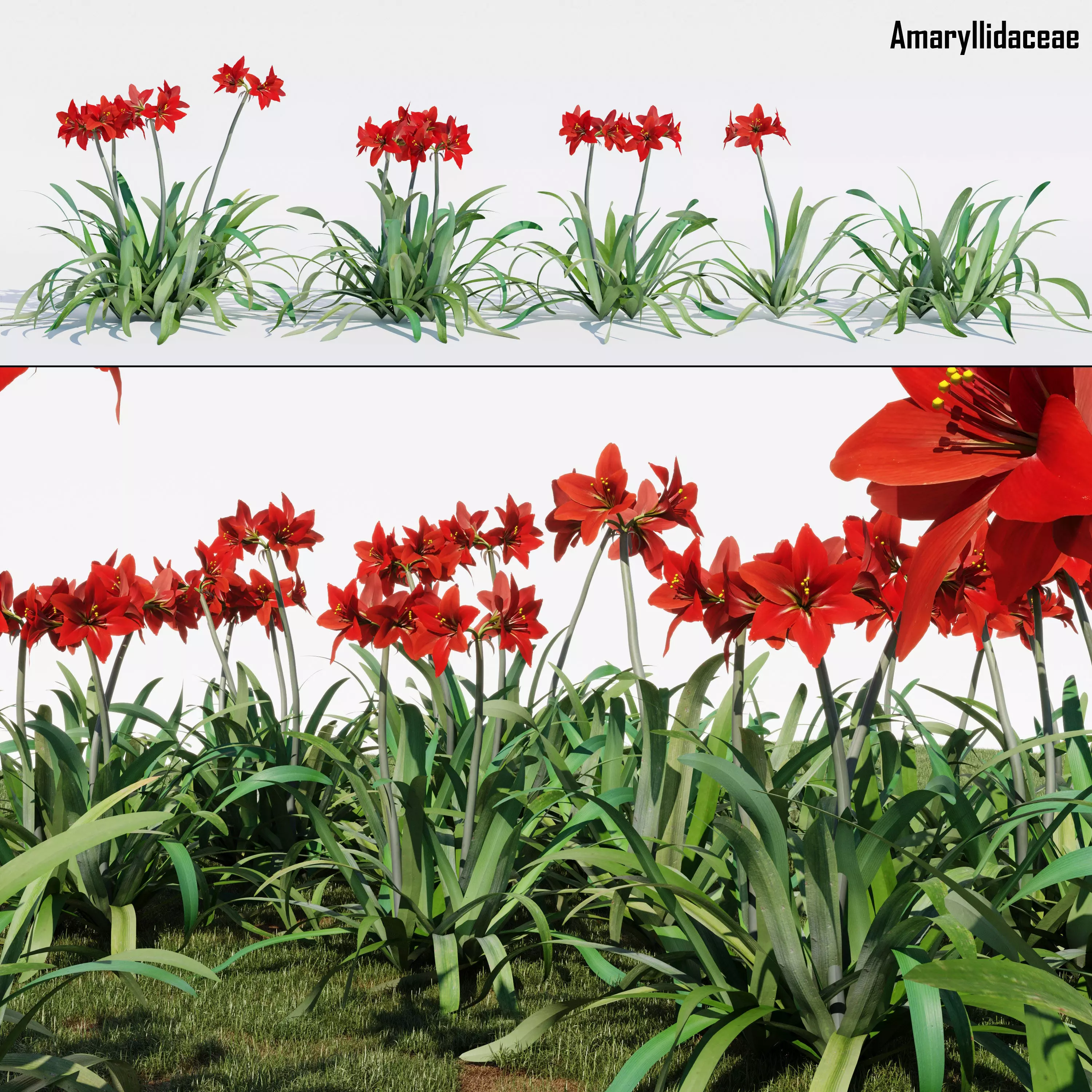 Amaryllidaceae lilies in field 3D model_0