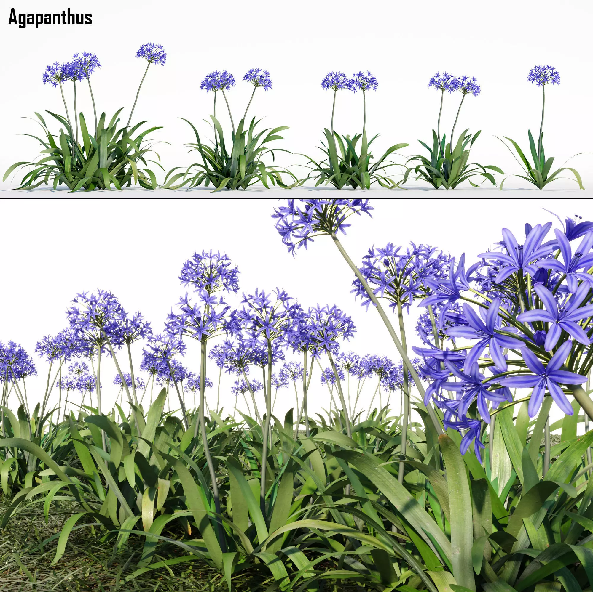 Agapanthus 3D model_0