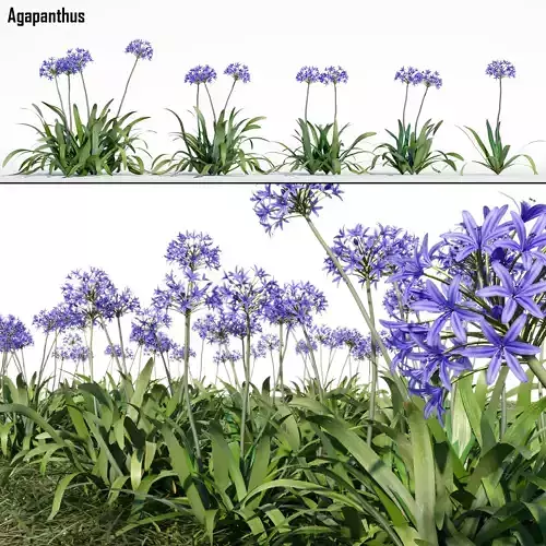 Agapanthus 3D model