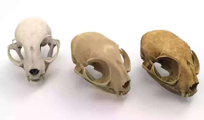 Cat skull  3D model
