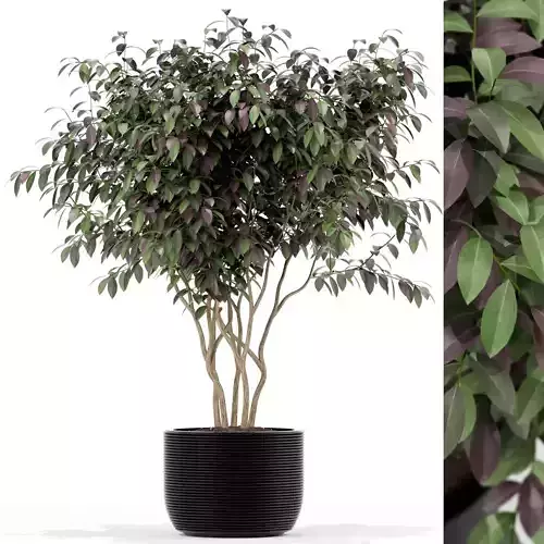 Plants collection 161