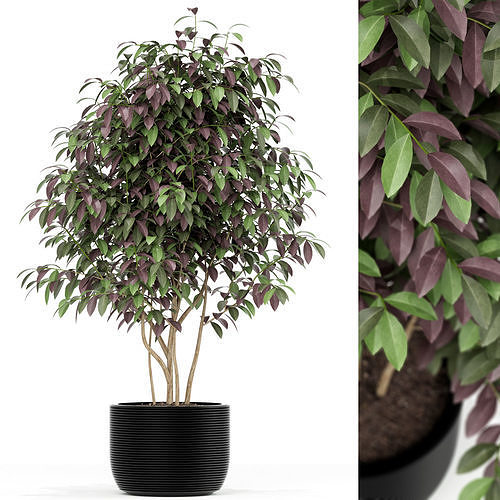 Plants collection 162 3D model