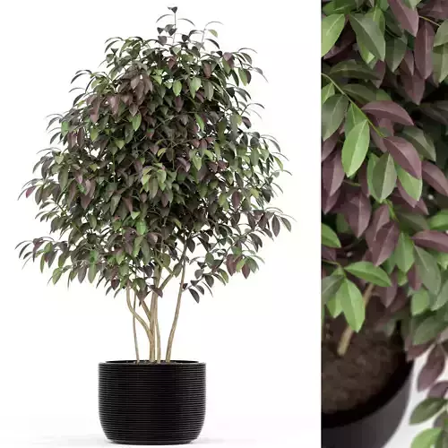 Plants collection 162