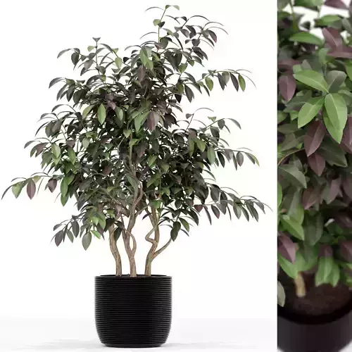 Plants collection 163