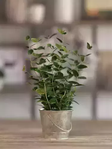 Potted Mint
