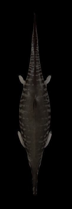 Ophthalmosaurus Asset Pack Low-poly 3D model_11