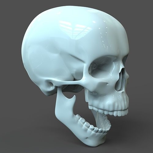 CAD compatible Human Skull model M3P1D1V1Skull 3D model