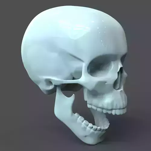 CAD compatible Human Skull model M3P1D1V1Skull 3D model