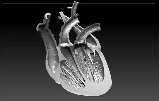 Heart Sliced STL 3D print model