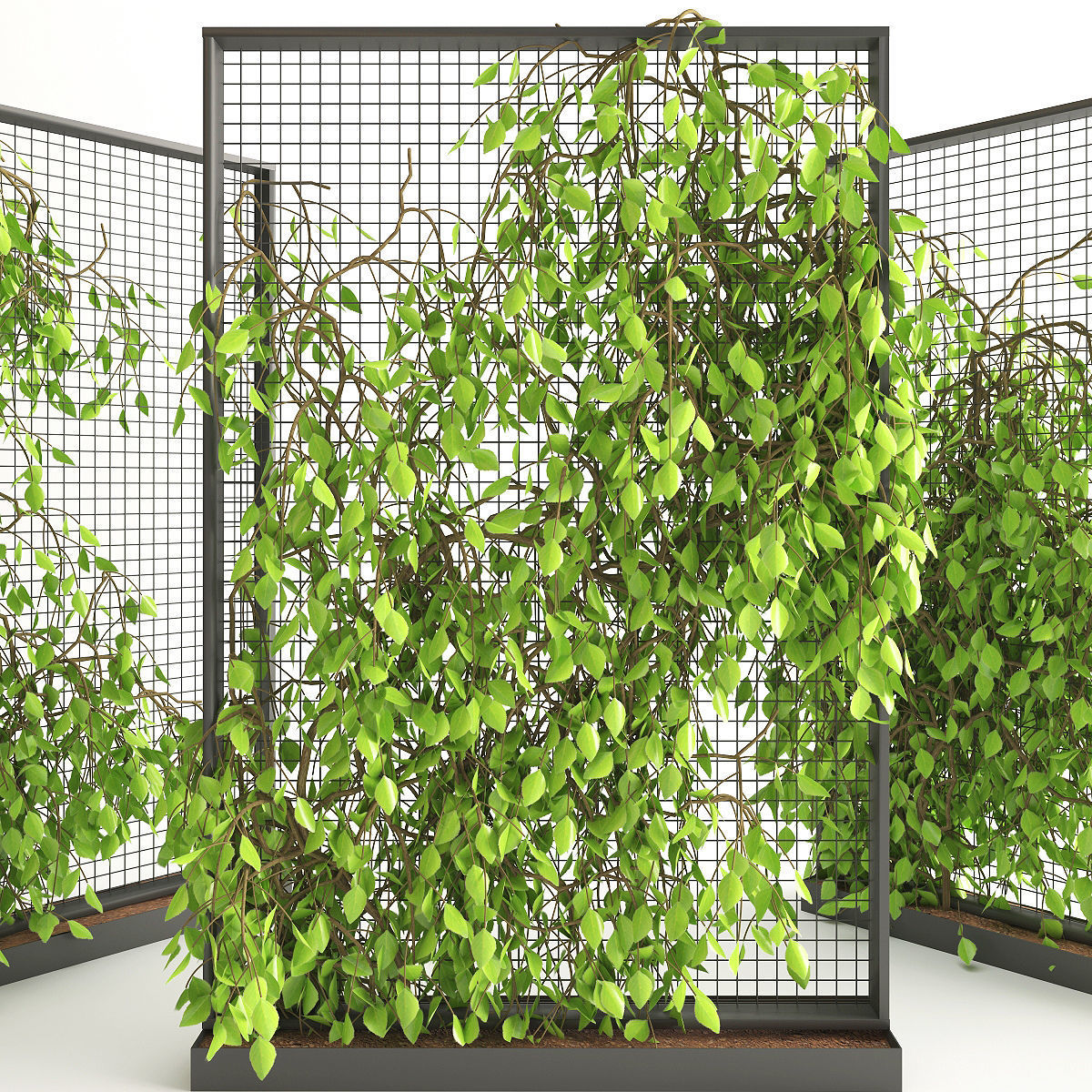 Planter With Plants-Ivy 3D model_1