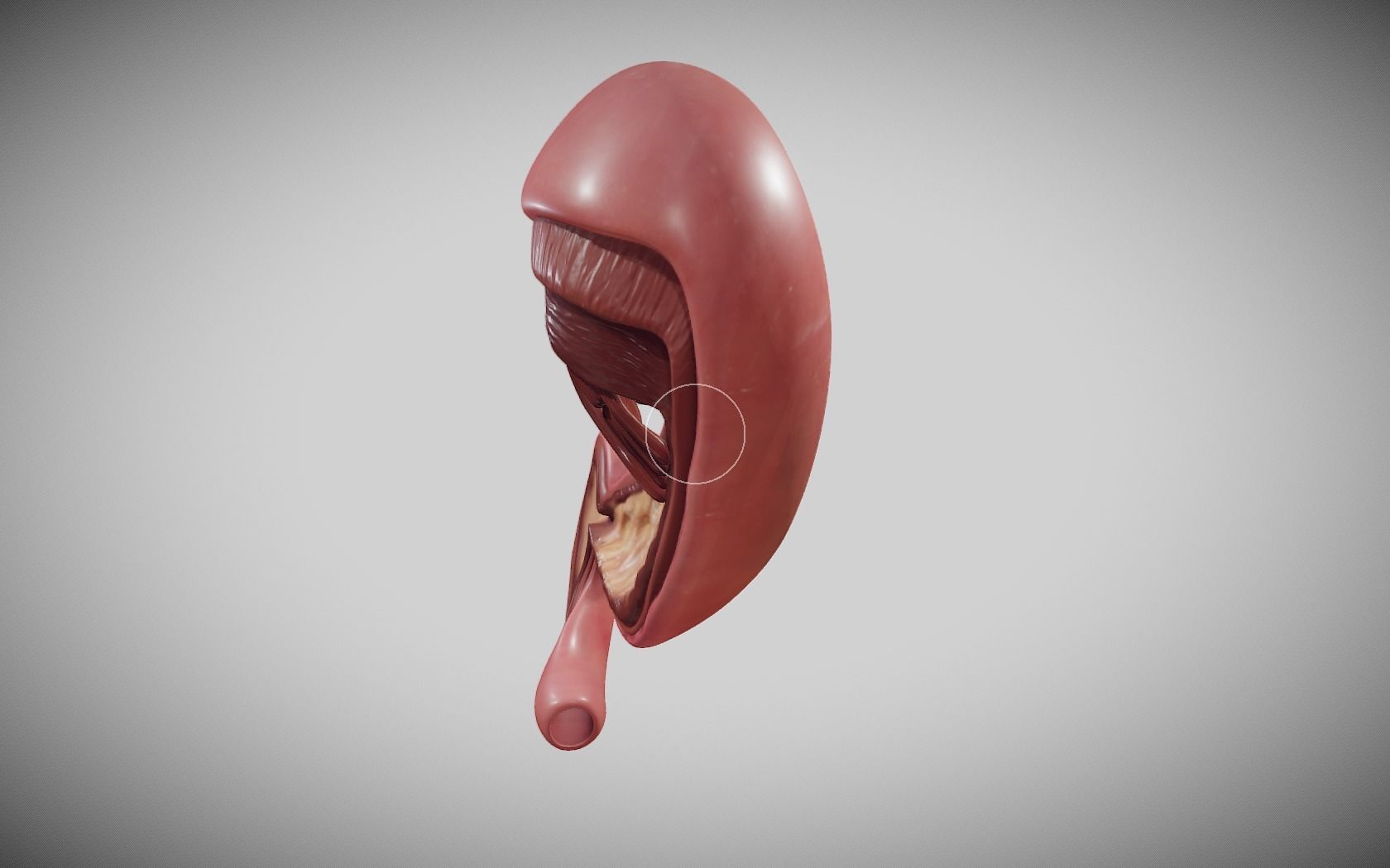 Stomach Cross Section Low-poly 3D model_3