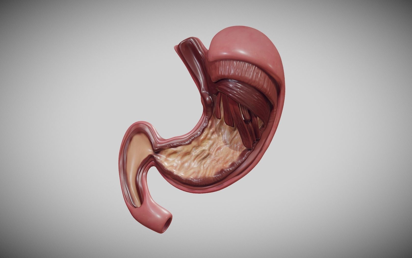 Stomach Cross Section Low-poly 3D model_1