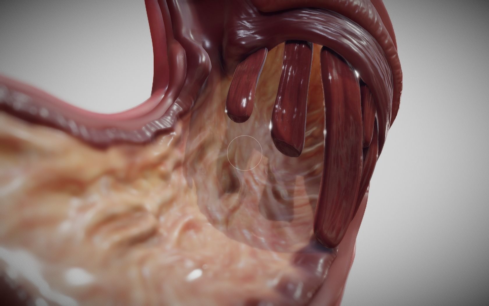 Stomach Cross Section Low-poly 3D model_11