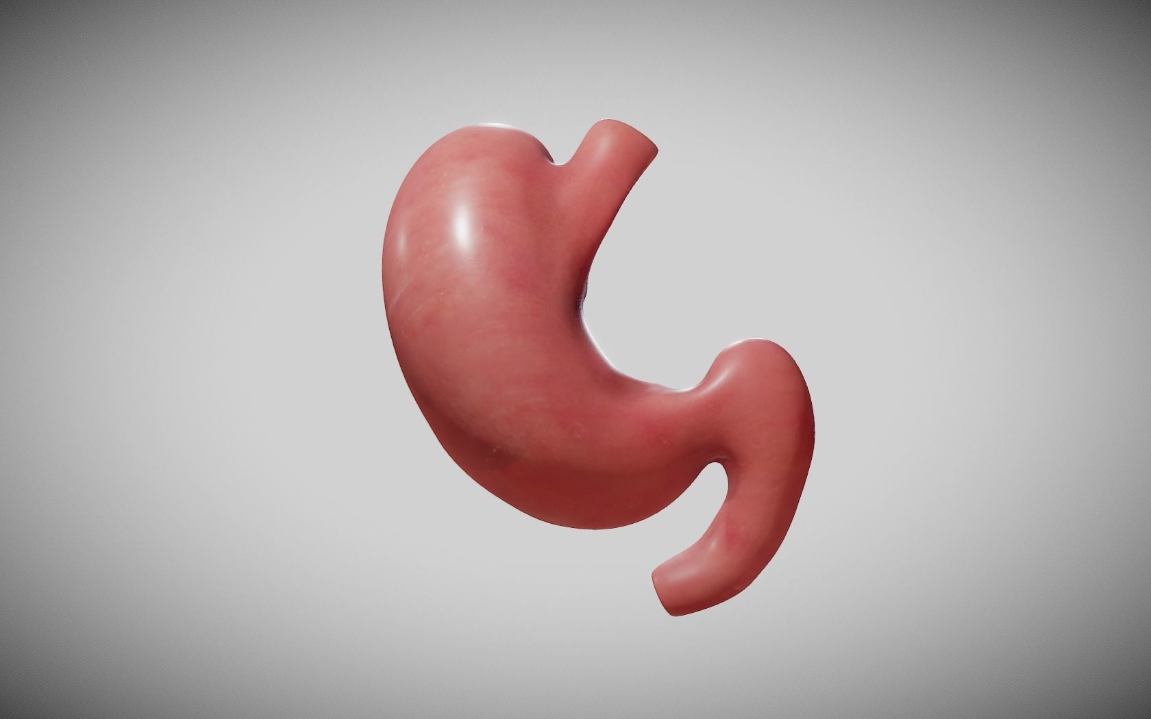 Stomach Cross Section Low-poly 3D model_5