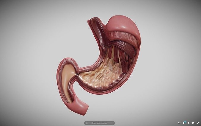 Stomach Cross Section Low-poly 3D model