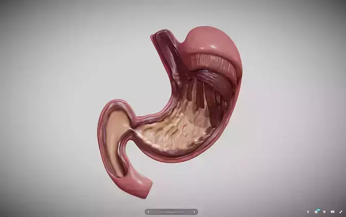 Stomach Cross Section Low-poly 3D model