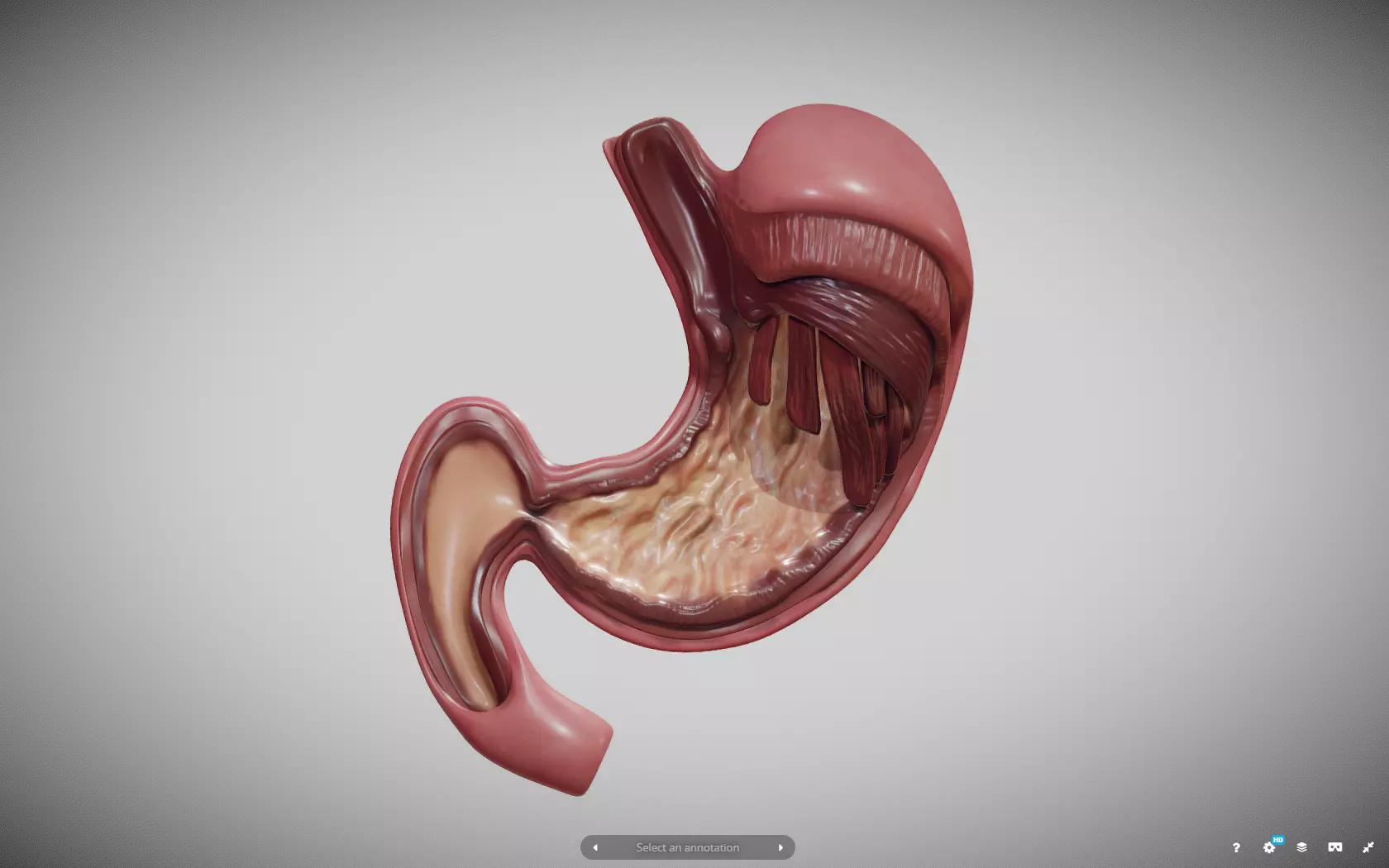 Stomach Cross Section Low-poly 3D model_0