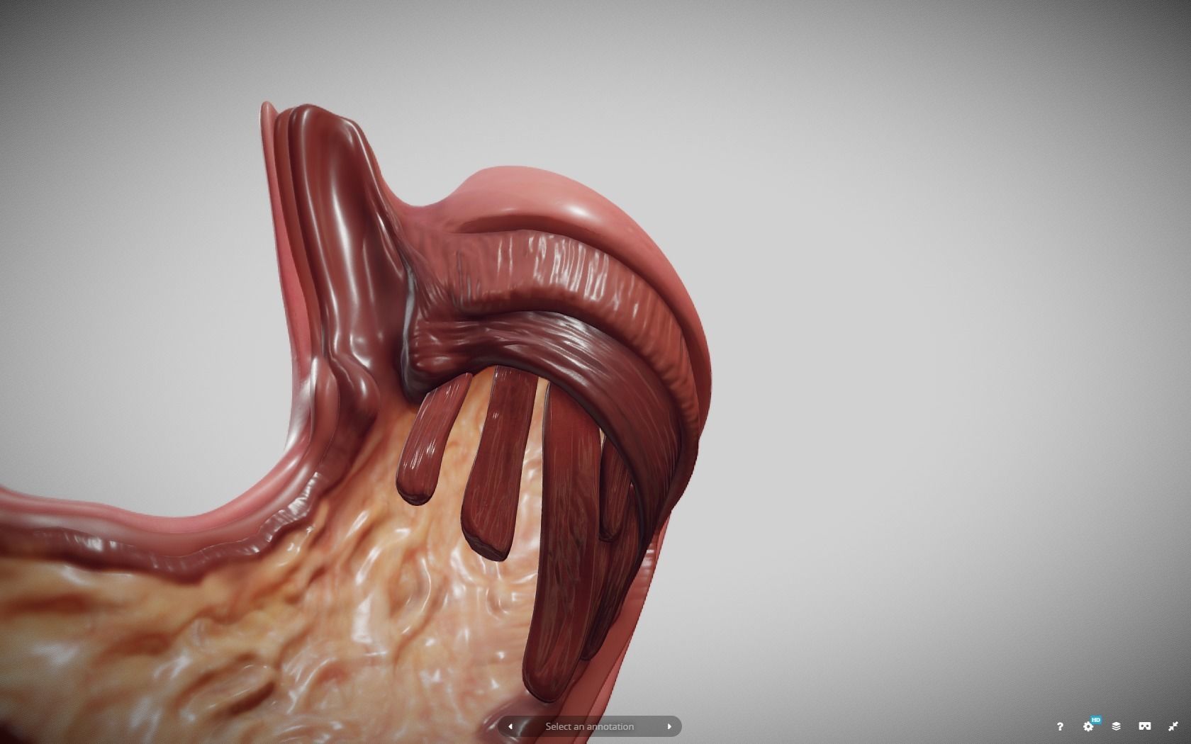 Stomach Cross Section Low-poly 3D model_13